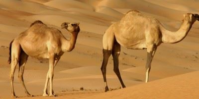 Wahiba Sands
