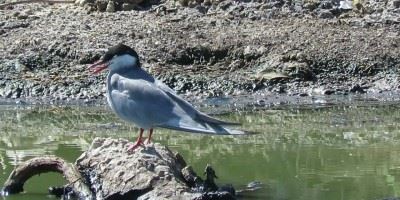 Wadi Terns