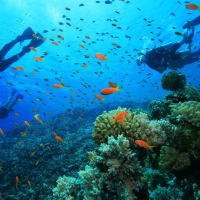Dolphin Watcing and Snorkeling Sea Safari