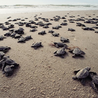 2 Days Watching Turtles Tour Package